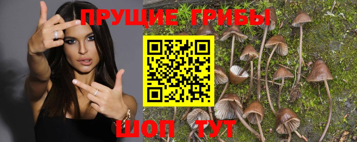 Удомля  Псилоцибиновые грибы GOLDEN TEACHER  Вход с VPN 